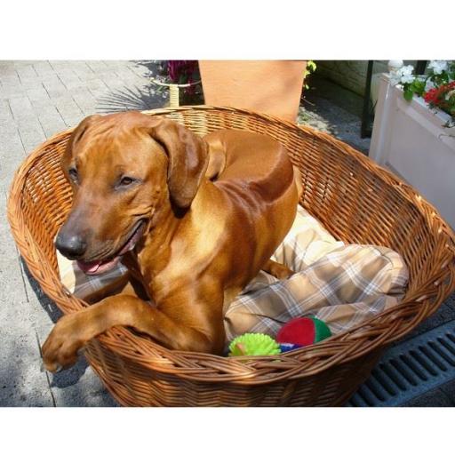 Hundekissen im Hundekorb